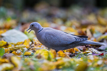 Eurasian Collared Dove (Streptopelia decaocto), Bavaria, Germany
