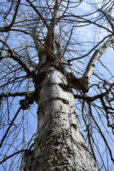 leafless tree branches against the blue sky