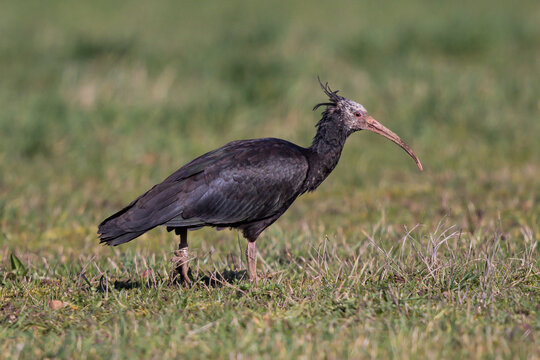 Northern bald ibis (Geronticus eremita) adult foraging, Hesse, Germany