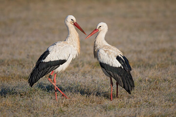 White Stork (Ciconia ciconia) breeding pair with male and female, Baden-Wuerttemberg, Germany