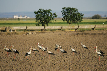 White Stork (Ciconia ciconia), big flock in farmland, Andalusia, Spain