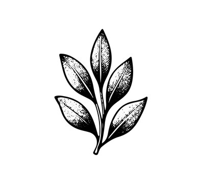Bay Leaf hand drawn vector graphic asset