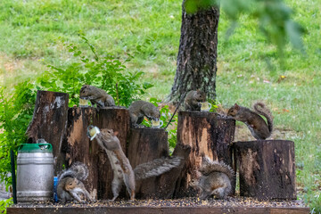 Backyard squirrels partying in the backyard