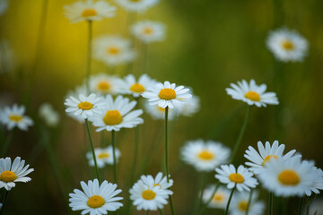 Fototapeta premium Lush flowering daisies in the meadow.