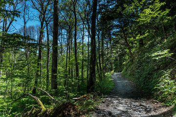 Kamikochi forest path