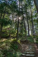 Fototapeta na wymiar Path in Forest