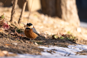 A Varied Tit looking for food on the snowy ground