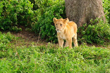 Closeup of a  Lion cub (scientific name: Panthera leo, or "Simba" in Swaheli)  in the Serengeti National park, Tanzania