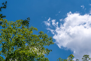 Obraz premium Shinjuku Gyo-en, Japan