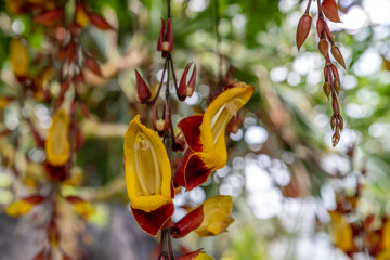 Orchidaceae hanging in the air