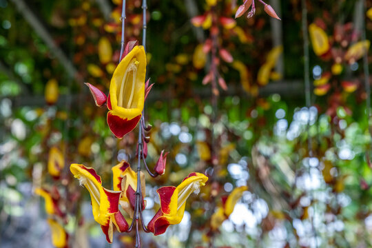 Orchidaceae hanging in the air