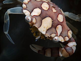 Harlequin Swimming Crab (Lissocarcinus laevis)