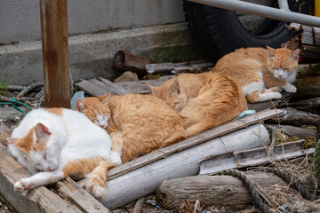 Japan Cat Island