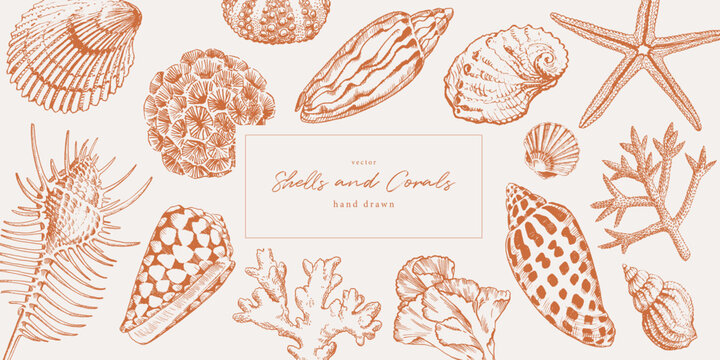 Hand drawn seashells and corals. Marine life pattern for traveling and vacation design