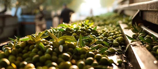 Fotobehang Continuous olive feed for extracting extra virgin olive oil in small-scale production facility. © AkuAku