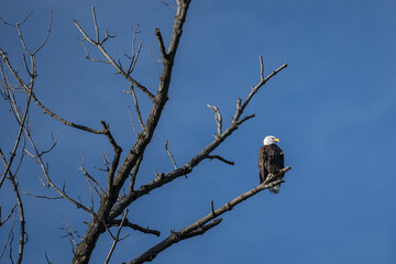 Bald Eagle Perched on Tree against Blue Sky Background