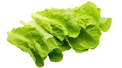 fresh green lettuce salad leaves isolated on transparent background,PNG image. - obrazy, fototapety, plakaty