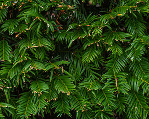 Panoramic photo of green leaves useful as background with space for text
