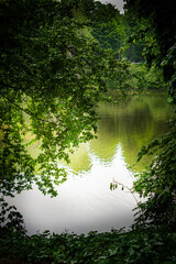 Calm lake in a park with trees and green leaves and bushes