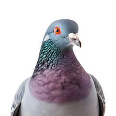 Pigeon Close-Up: Half-Body Shot of Columbidae Bird, Isolated on Transparent Background, PNG