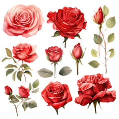 Fototapeta premium Watercolor red Rose Clipart Collection on a transparent background - 1