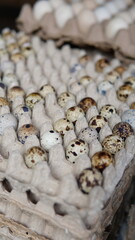 close up of quail eggs