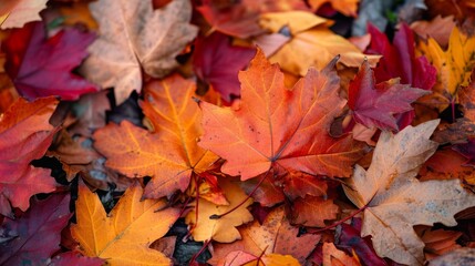 Autumn leaves background with rich and warm colors of autumn leaves. Fallen leaves on the ground