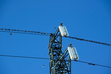 Flock of birds on high voltage pylon in blue sky