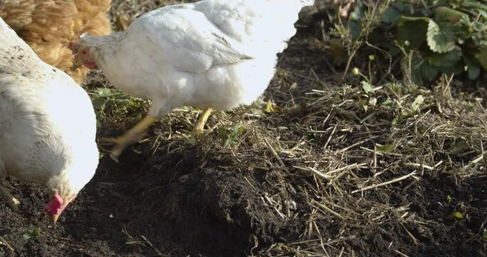 Free range chickens rummage through the grass looking for food