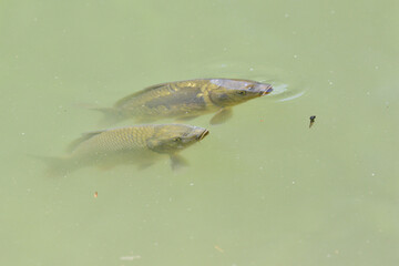 River carp swims on the surface of the pond and catches oxygen