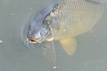River carp hunt for food above the surface of the pond