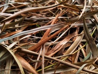 A pile of dried bamboo leaves by the roadside