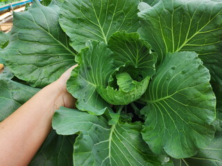 A farmer's hand grips the stem of an organic cabbage that has not yet wrapped into a round head....