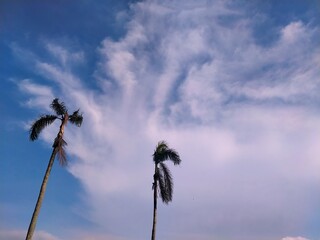 Two dry coconut trees against a cloudy blue sky