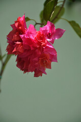 flor rosa de primavera 