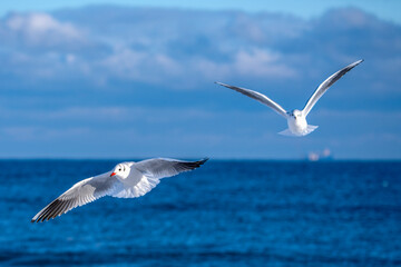 Möwen in der fliegen vor blauem Himmel
