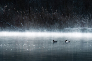 ducks in the lake - obrazy, fototapety, plakaty