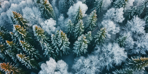 Forest aerial top winter view. Mixed forest, green deciduous trees. Soft light in countryside woodland or park. Drone shoot above colorful green texture in nature