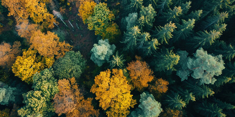 Fototapeta na wymiar Mixed forest, green deciduous trees. Autumn in forest aerial top view. Soft light in countryside woodland or park. Drone shoot above colorful green texture in nature