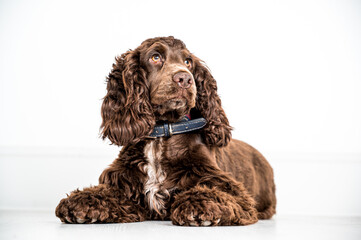 english cocker spaniel