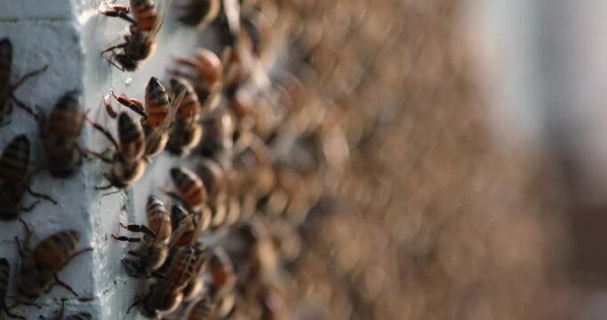 European honey bees (Apis mellifera) washboarding behavior on outside of bee hive