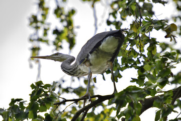 A gray heron sits high on a tree branch above a pond