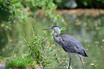A gray heron sits high on a tree branch above a pond