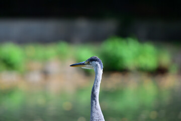 Head portrait of a gray heron sitting near a pond for food