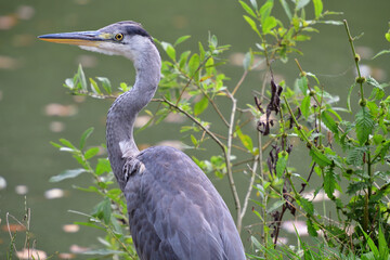 Head portrait of a gray heron sitting near a pond for food