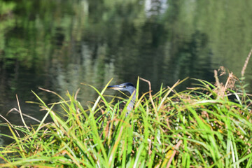 A gray heron sits high on a tree branch above a pond