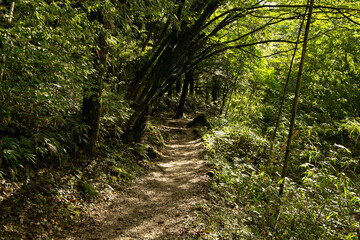 Obraz premium Walking the hiking road following the Nakasendo trail between Tsumago and Magome in Kiso Valley, Japan.