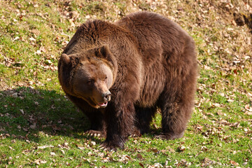 single grizzly bear on a grass