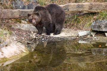 grizzly bear reflecting in water
