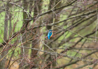 female kingfisher sits on a brach of a tree